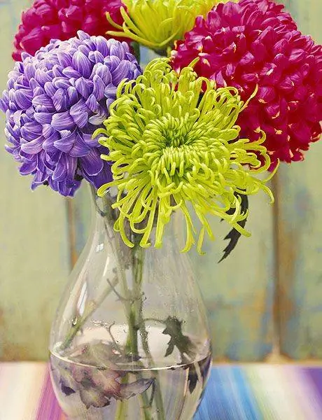 хризантемы