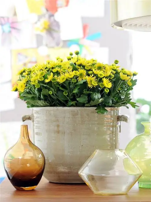 желтые хризантемы
