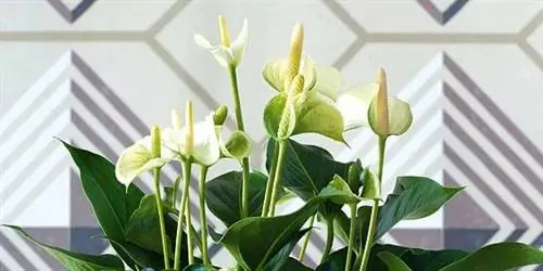 Как ухаживать за антуриумом: особенности, полив, уход