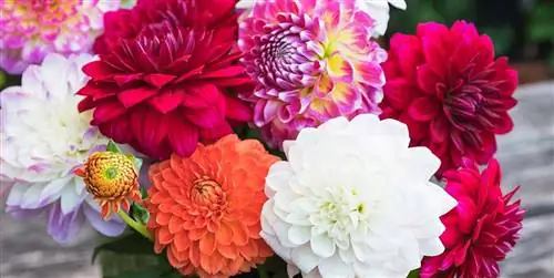 Хризантема Уход: характеристики, полив и уход