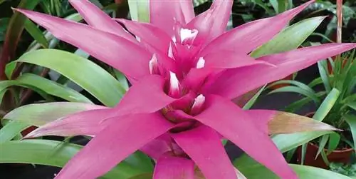 Как ухаживать за бромелиевой: особенности и уход