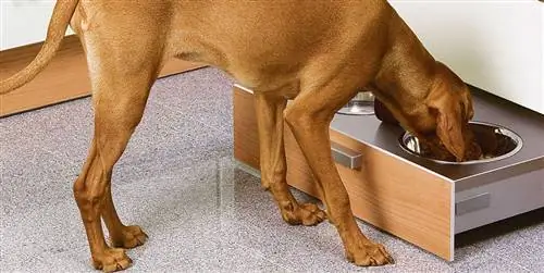 15 продуктов, которые вы никогда не должны давать своей собаке