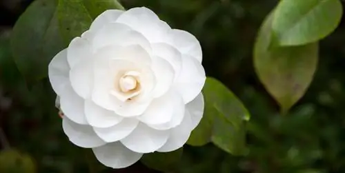 Как ухаживать за камелиями: особенности, полив и уход