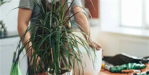 Как ухаживать за драценой: особенности, полив, уход