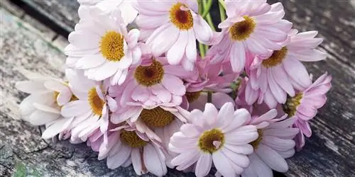 Ромашки: характеристика, уход и полив