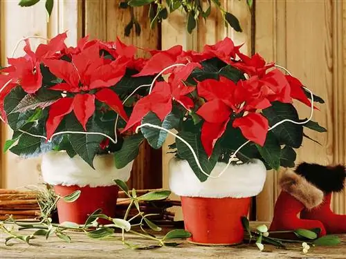 пуансеттия или пуансеттия, любимое комнатное растение для украшения на Рождество