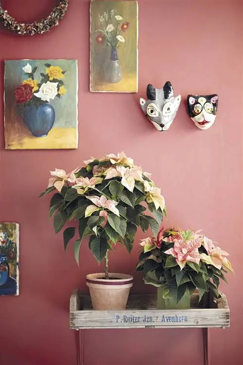 у понсеттии нет красных листьев, только когда она цветет зимой, поэтому ее называют пуансеттией