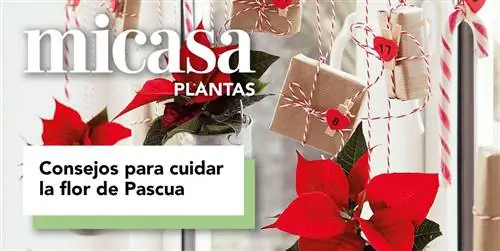 Пуансеттия: уход, советы и идеи для украшения пуансеттией