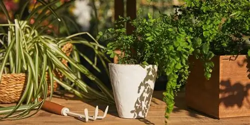 Zara Home влюбляется в свою садовую коллекцию. Товары и аксессуары