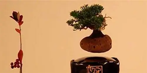 Плавающий бонсай