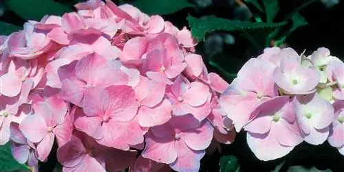 Как ухаживать за гортензиями и наслаждаться их цветами