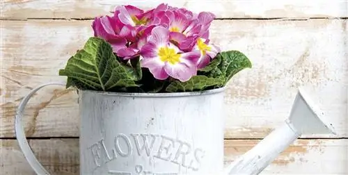 Как ухаживать за примулой: характеристика, полив и уход