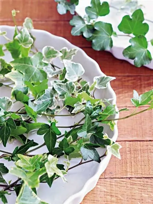 ветки плюща для оформления стола в деревенском стиле