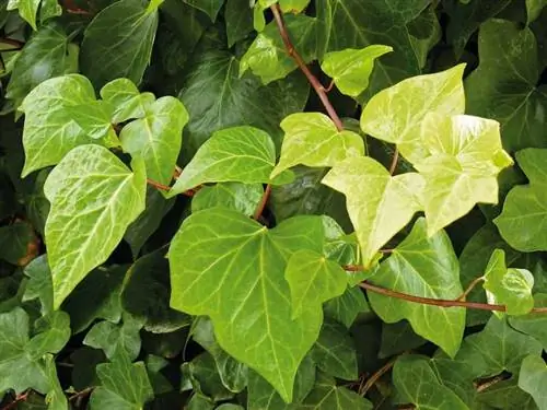 плющ идеально подходит для обшивки наружных стен в загородных домах