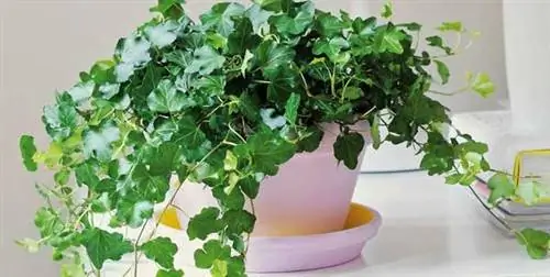 Плющ: как ухаживать за одним из самых красивых вьющихся растений