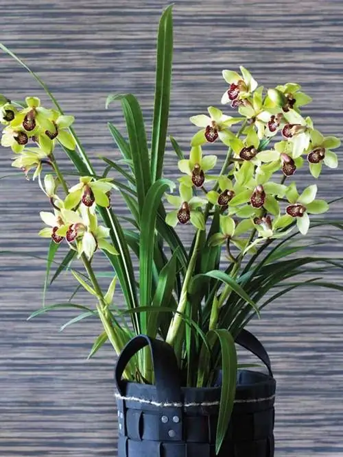 цимбидиум орхидея