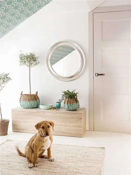 Dog, Canidae, Room, Door, Interior design, Fawn, Floor, Sporting Group, Bege, Furniture,