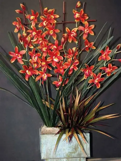 цимбидиум орхидея