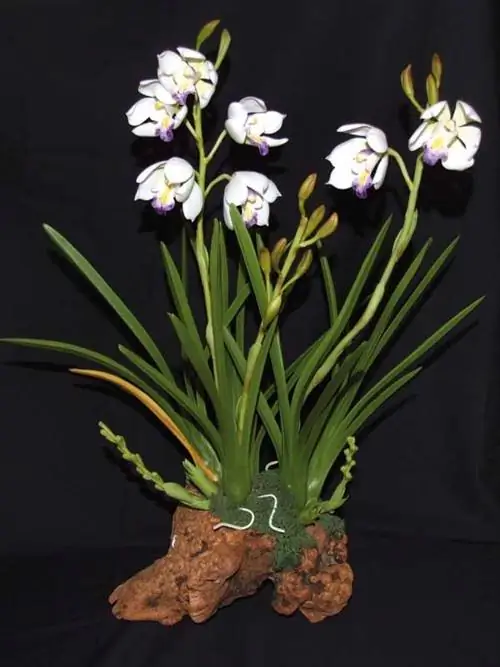 цимбидиум орхидея