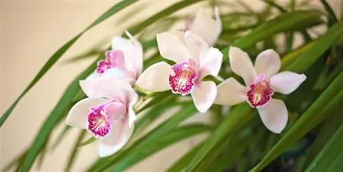 Цимбидиум, одна из самых красивых орхидей: уход и полив