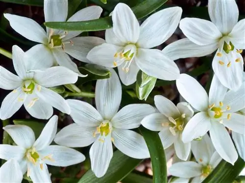 бораго аквариум