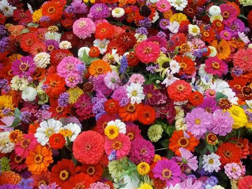 овен циннии