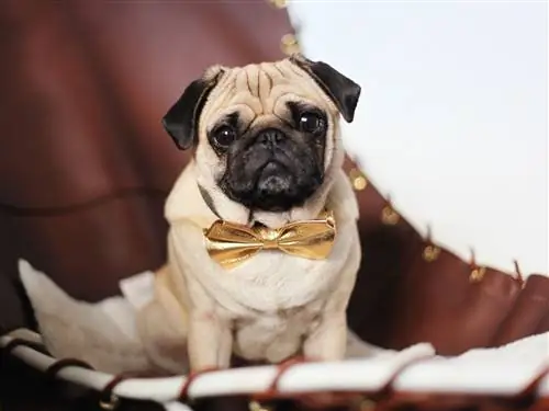 Мопс, Собака, Canidae, Порода собаки, Собака-компаньон, Кожа, Морда, Палевый, Хищник, Игрушечная собака,