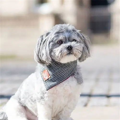 Собака, Млекопитающее, Позвоночные, Canidae, Одежда для собак, Порода собаки, M altepoo, Щенок, Ши-тцу, Морда,