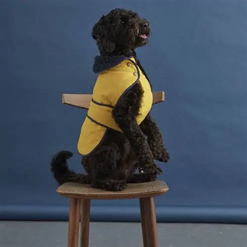 Собака, Canidae, Желтый, Португальская водяная собака, Спортивная группа, Плотоядное животное, Испанская водяная собака, Порода собаки, Пудель, Сидя,