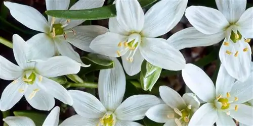 Узнайте, какое у вас растение, согласно вашему гороскопу. Который ваш?