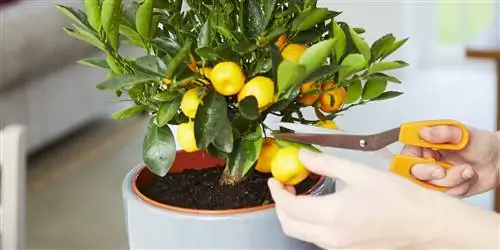 Карликовый апельсин или китайский апельсин: характеристика и уход