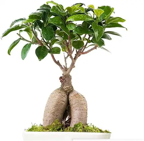 Ficus microcarpa ginseng a bonasi в горшке для рукоделия