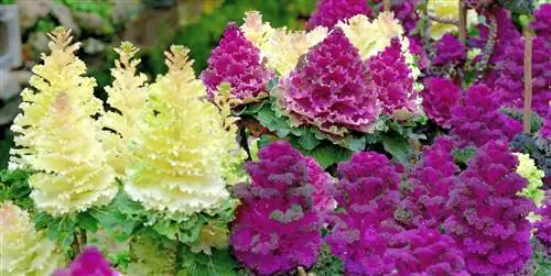 Декоративная капуста: уход, особенности и полив