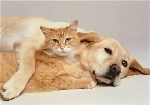 собака и кошка