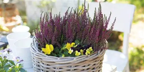 Веск, забота и диковинки