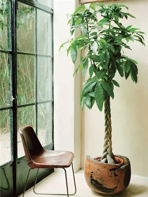 пахира водная