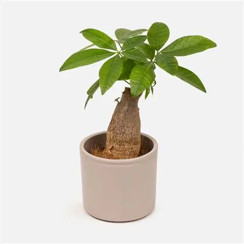 пахира водная