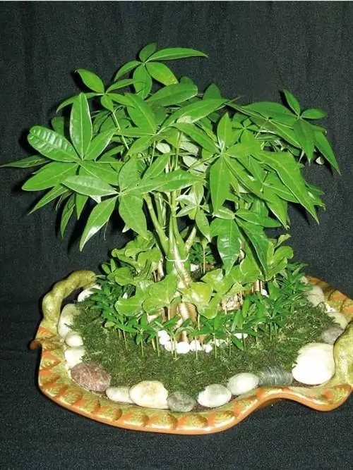 уход за пахирой