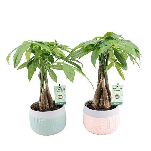 водная пахира цветок