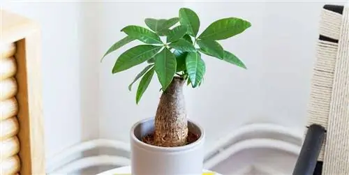 Как ухаживать за пахирой водной или каштановой гуавой