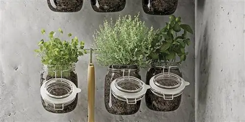 Как сделать сад своими руками из ароматных растений на кухне