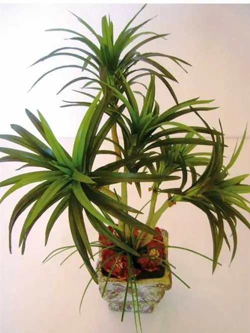 юкка растение