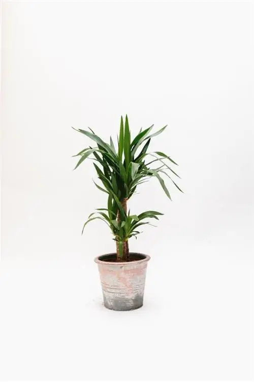 центральная часть с мхом и листьями юкки