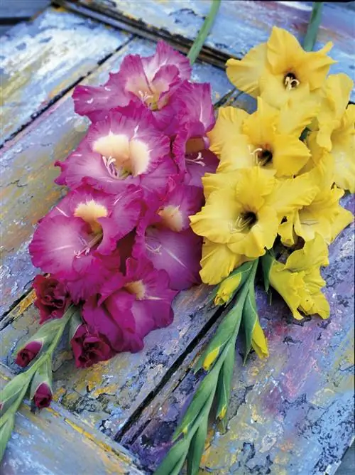 гладиолусы