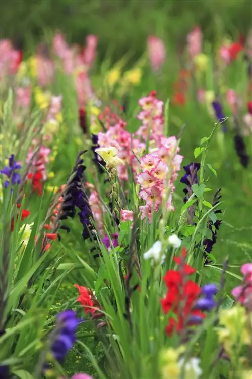 гладиолусы