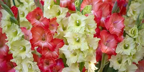 Как ухаживать за гладиолусами: характеристика и полив