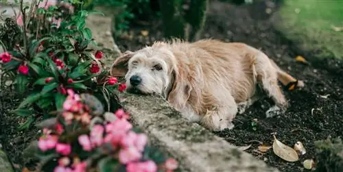 Советы по созданию безопасного сада для ваших питомцев