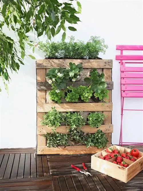 Цветочный горшок, Комнатное растение, Растение, Стена, Лист, Дерево, Трава, Сад, Балкон, Овощ,