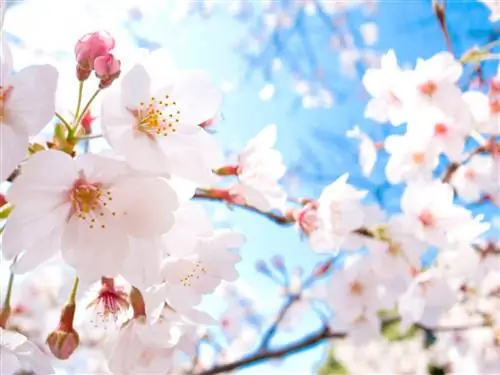 вишня в цвету