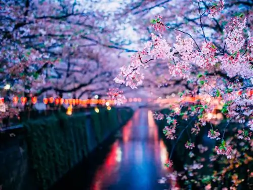 Цветение вишни